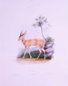 Kob by James Edwin Edward Dawe, from The Ruminantia Vol. II