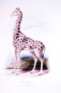 Giraffe by James Edwin Edward Dawe, illustration to The Ruminantia Vol. I