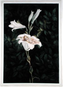 Cradling Lilies