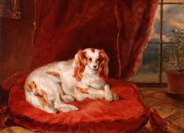 A Cavalier King Charles Spaniel Lying on a Red Cushion