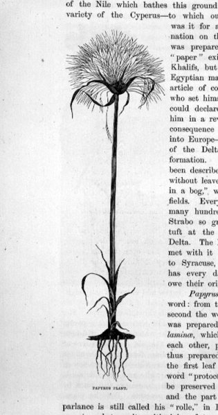 Papyrus Plant, 19th century