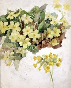 Study of Primroses and Cowslips