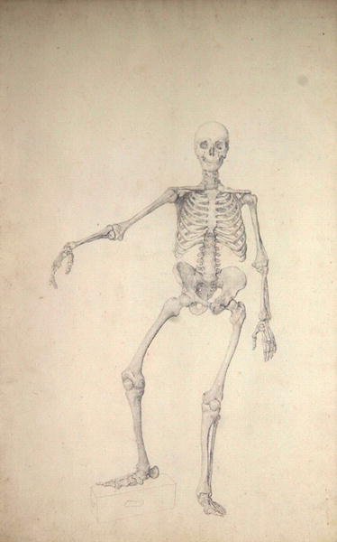 Human Skeleton, Anterior View, Right Arm Outstretched, illustration from A Comparative Anatomical Exposition of the Structure of the Human Body with that of a Tiger and a Common Fowl, 1795-1806