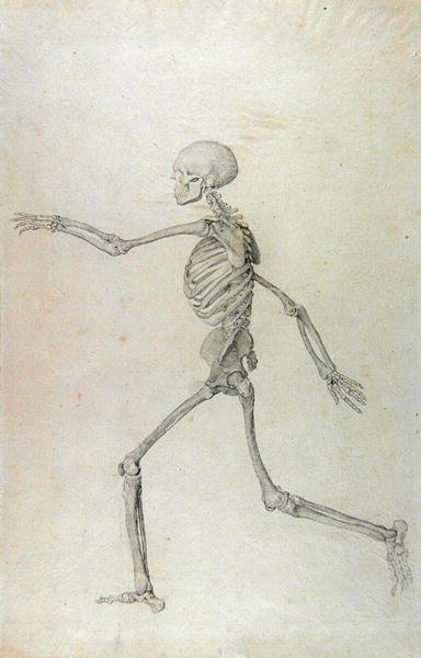 Human Skeleton, Lateral View seen from the Left, Running, illustration from A Comparative Anatomical Exposition of the Structure of the Human Body with that of a Tiger and a Common Fowl, 1795-1806