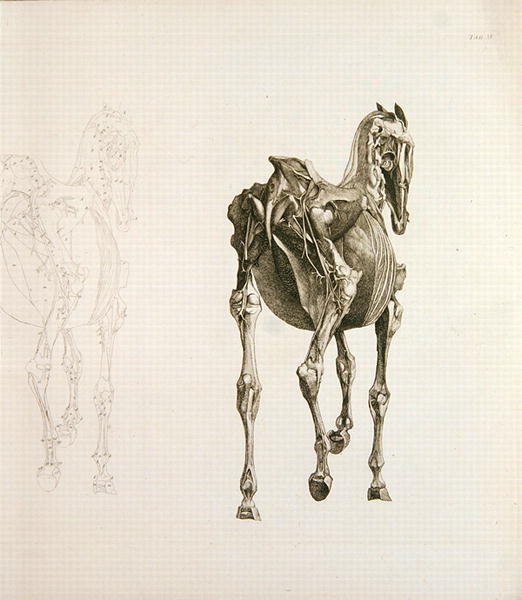 Tab. XV, from The Anatomy of the Horse..., 1766