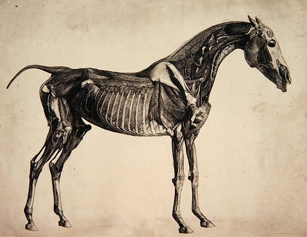 Plate from The Anatomy of the Horse, c.1766 2