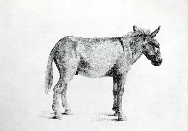 Donkey 1766