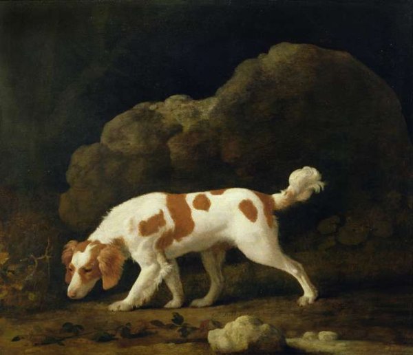 A Spaniel