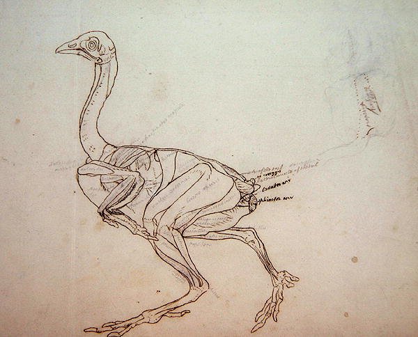 Dorking Hen Body, Lateral View, from A Comparative Anatomical Exposition of the Structure of the Human Body with that of a Tiger and a Common Fowl, 1795-1806 2