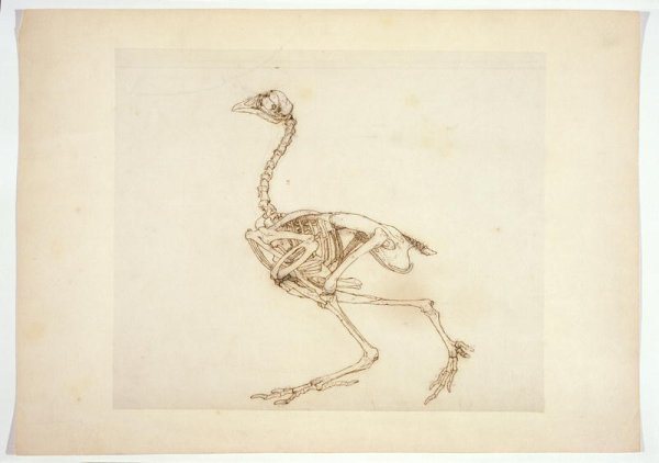 Dorking Hen Skeleton, Lateral View, from A Comparative Anatomical Exposition of the Structure of the Human Body with that of a Tiger and a Common Fowl, 1795-1806