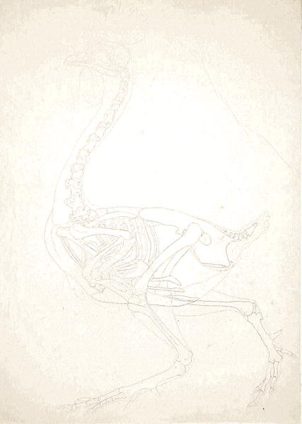 Study of a Fowl, Lateral View, from A Comparative Anatomical Exposition of the Structure of the Human Body with that of a Tiger and a Common Fowl, 1795-1806 8