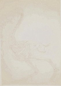 Study of a Fowl, Lateral View, from A Comparative Anatomical Exposition of the Structure of the Human Body with that of a Tiger and a Common Fowl, 1795-1806 10