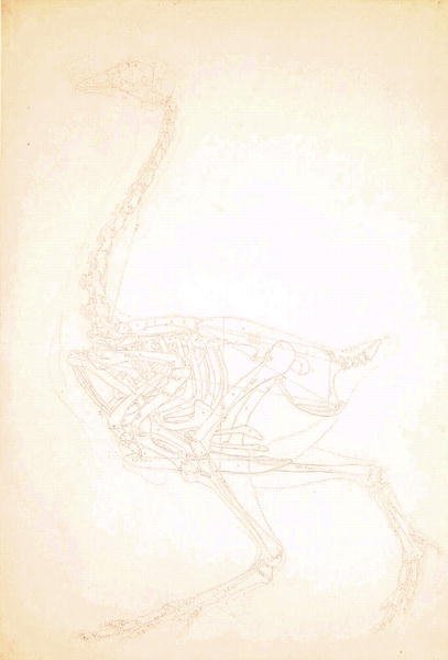 Study of a Fowl, Lateral View, from A Comparative Anatomical Exposition of the Structure of the Human Body with that of a Tiger and a Common Fowl, 1795-1806 11