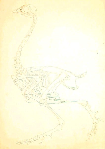 Study of a Fowl, Lateral View, from A Comparative Anatomical Exposition of the Structure of the Human Body with that of a Tiger and a Common Fowl, 1795-1806 13