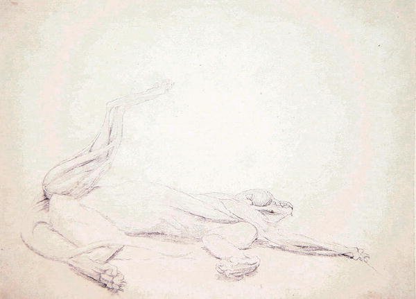 Study of a Tiger, Recumbent, Viewed Ventrally, from A Comparative Anatomical Exposition of the Structure of the Human Body with that of a Tiger and a Common Fowl, 1795-1806