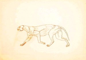 Study of a Tiger, Lateral View, from A Comparative Anatomical Exposition of the Structure of the Human Body with that of a Tiger and a Common Fowl, 1795-1806 2