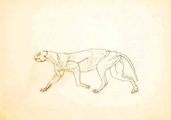 Study of a Tiger, Lateral View, from A Comparative Anatomical Exposition of the Structure of the Human Body with that of a Tiger and a Common Fowl, 1795-1806 2