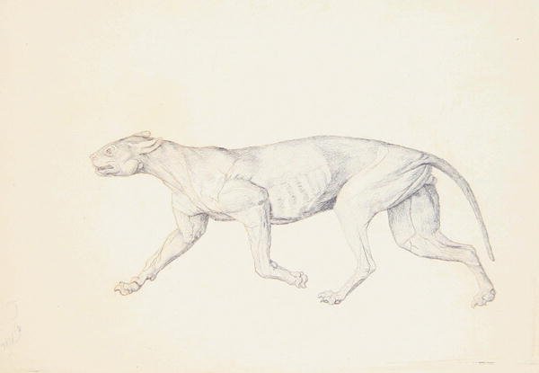 Study of a Tiger, Lateral View, from A Comparative Anatomical Exposition of the Structure of the Human Body with that of a Tiger and a Common Fowl, 1795-1806 4