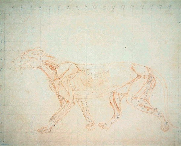 Study of a Tiger, Lateral View, from A Comparative Anatomical Exposition of the Structure of the Human Body with that of a Tiger and a Common Fowl, 1795-1806 7