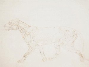 Study of a Tiger, Lateral View, from A Comparative Anatomical Exposition of the Structure of the Human Body with that of a Tiger and a Common Fowl, 1795-1806 9