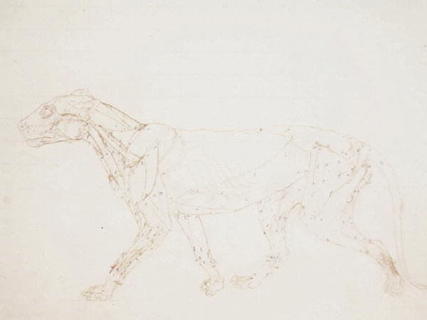 Study of a Tiger, Lateral View, from A Comparative Anatomical Exposition of the Structure of the Human Body with that of a Tiger and a Common Fowl, 1795-1806 8