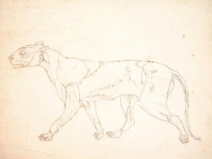 Study of a Tiger, Lateral View, from A Comparative Anatomical Exposition of the Structure of the Human Body with that of a Tiger and a Common Fowl, 1795-1806 9