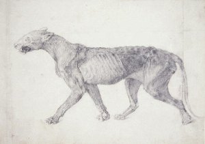 Study of a Tiger, Lateral View, from A Comparative Anatomical Exposition of the Structure of the Human Body with that of a Tiger and a Common Fowl, 1795-1806 11