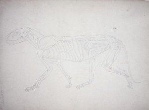 Study of a Tiger, Lateral View, from A Comparative Anatomical Exposition of the Structure of the Human Body with that of a Tiger and a Common Fowl, 1795-1806 12