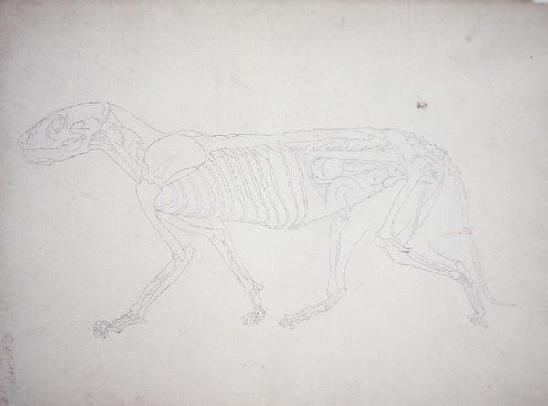 Study of a Tiger, Lateral View, from A Comparative Anatomical Exposition of the Structure of the Human Body with that of a Tiger and a Common Fowl, 1795-1806 12