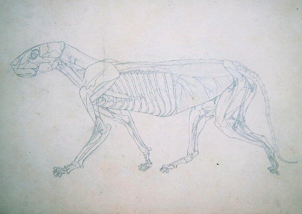 Study of a Tiger, Lateral View, from A Comparative Anatomical Exposition of the Structure of the Human Body with that of a Tiger and a Common Fowl, 1795-1806 13