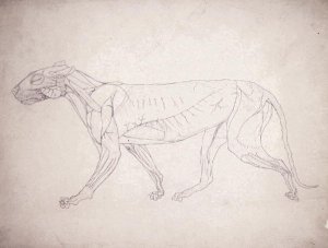 Study of a Tiger, Lateral View, from A Comparative Anatomical Exposition of the Structure of the Human Body with that of a Tiger and a Common Fowl, 1795-1806 14