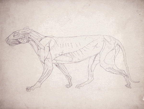 Study of a Tiger, Lateral View, from A Comparative Anatomical Exposition of the Structure of the Human Body with that of a Tiger and a Common Fowl, 1795-1806 14