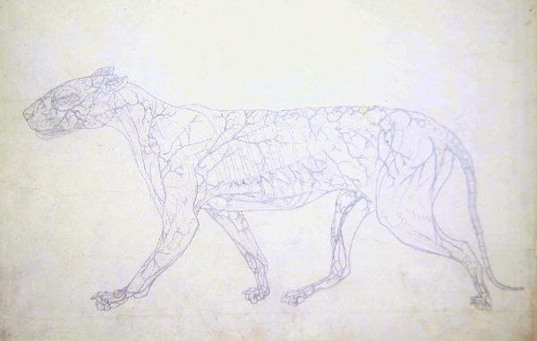 Study of a Tiger, Lateral View, Diagram Showing the Subcutaneous Blood Supply, from A Comparative Anatomical Exposition of the Structure of the Human Body with that of a Tiger and a Common Fowl, 1795-1806