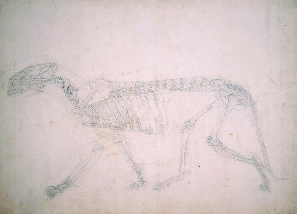 Study of a Tiger, Lateral View, from A Comparative Anatomical Exposition of the Structure of the Human Body with that of a Tiger and a Common Fowl, 1795-1806 18