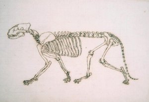 Study of a Tiger, Lateral View, from A Comparative Anatomical Exposition of the Structure of the Human Body with that of a Tiger and a Common Fowl, 1795-1806 19