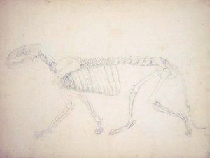 Study of a Tiger, Lateral View, from A Comparative Anatomical Exposition of the Structure of the Human Body with that of a Tiger and a Common Fowl, 1795-1806 21