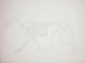 Study of the Human Figure, Lateral View, from A Comparative Anatomical Exposition of the Structure of the Human Body with that of a Tiger and a Common Fowl, 1795-1806