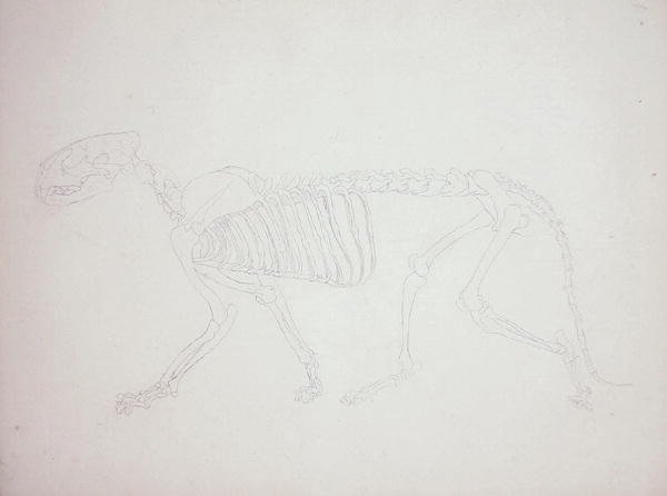 Study of a Tiger, Lateral View, from A Comparative Anatomical Exposition of the Structure of the Human Body with that of a Tiger and a Common Fowl, 1795-1806 22