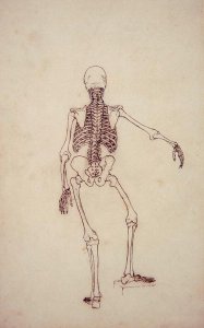 Study of the Human Figure, Posterior View, from A Comparative Anatomical Exposition of the Structure of the Human Body with that of a Tiger and a Common Fowl, 1795-1806