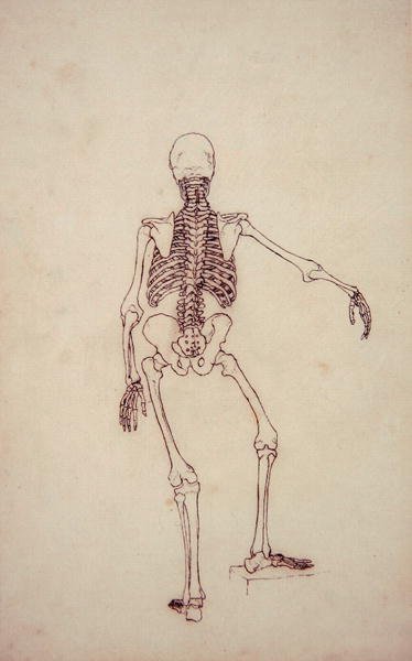 Study of the Human Figure, Posterior View, from A Comparative Anatomical Exposition of the Structure of the Human Body with that of a Tiger and a Common Fowl, 1795-1806