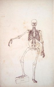 Study of the Human Figure, Lateral View, from A Comparative Anatomical Exposition of the Structure of the Human Body with that of a Tiger and a Common Fowl, 1795-1806 3