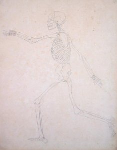 Study of the Human Figure, Lateral View, from A Comparative Anatomical Exposition of the Structure of the Human Body with that of a Tiger and a Common Fowl, 1795-1806 3