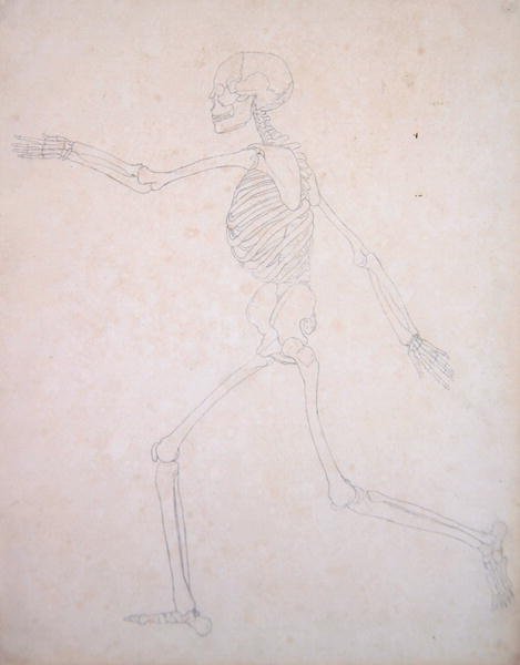 Study of the Human Figure, Lateral View, from A Comparative Anatomical Exposition of the Structure of the Human Body with that of a Tiger and a Common Fowl, 1795-1806 4