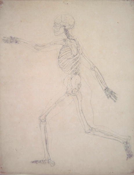 Study of the Human Figure, Lateral View, from A Comparative Anatomical Exposition of the Structure of the Human Body with that of a Tiger and a Common Fowl, 1795-1806 6