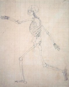 Study of the Human Figure, Lateral View, finished study for Table III, from A Comparative Anatomical Exposition of the Structure of the Human Body with that of a Tiger and a Common Fowl, 1795-1806