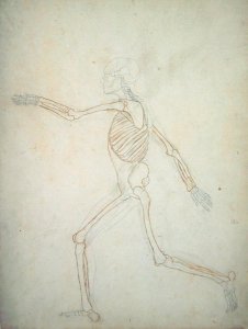 Study of the Human Figure, Lateral View, from A Comparative Anatomical Exposition of the Structure of the Human Body with that of a Tiger and a Common Fowl, 1795-1806 9