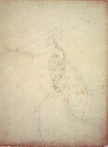 Study of the Human Figure, Lateral View, from A Comparative Anatomical Exposition of the Structure of the Human Body with that of a Tiger and a Common Fowl, 1795-1806 10