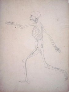 Study of the Human Figure, Lateral View, from A Comparative Anatomical Exposition of the Structure of the Human Body with that of a Tiger and a Common Fowl, 1795-1806 11