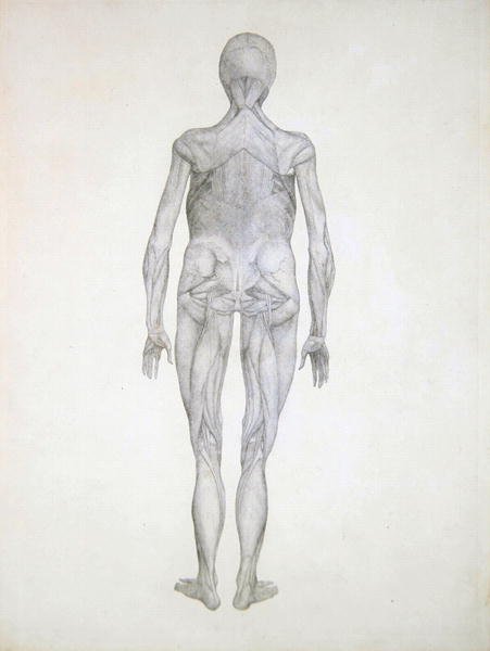 Study of the Human Figure, Posterior View, with skin and underlying fascial tissues removed, from A Comparative Anatomical Exposition of the Structure of the Human Body with that of a Tiger and a Common Fowl, 1795-1806