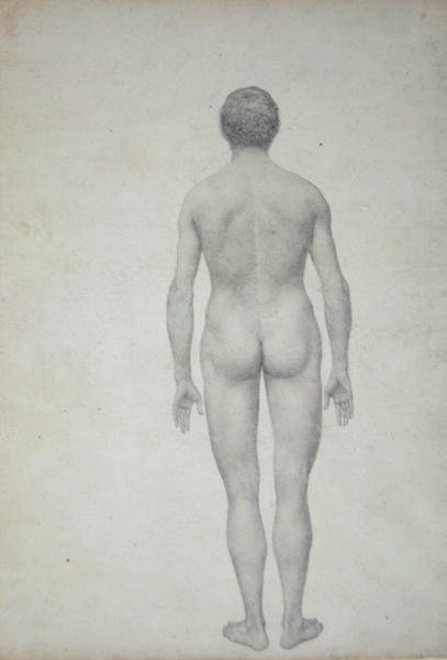 Study of the Human Figure, Posterior View, Undissected, Finished Study for Table VII, from A Comparative Anatomical Exposition of the Structure of the Human Body with that of a Tiger and a Common Fowl, 1795-1806